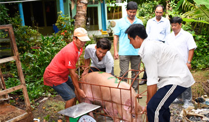  Sau khi kiểm tra nước tiểu âm tính với Salbutamol, heo được phép xuất chuồng.