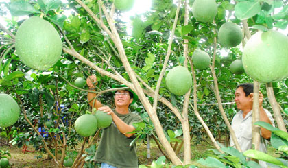 Ông Đỗ Văn Xinh (Tổ trưởng THT) tham quan vườn bưởi da xanh của ông Trần Vĩnh Trung.