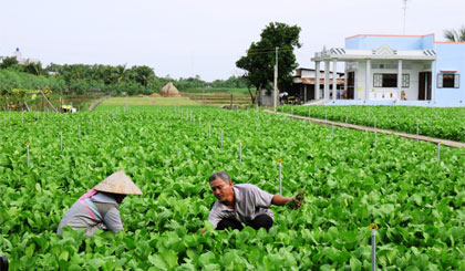 Vợ chồng ông Thanh chăm sóc rau.