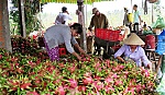 Đường đến thương hiệu của các HTX ở Tiền Giang