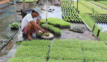 Nghề ươm cây giống ở xã Phước Lập