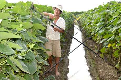 Anh Võ Văn Tám, ấp Phú Lợi C, xã Phú Kiết (huyện Chợ Gạo) chăm sóc rau sau mưa.