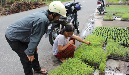 Khách đến mua cây giống về trồng.
