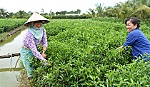 Giá ớt cao kỷ lục