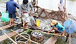Bài 3: Nuôi thủy sản: làm giàu không bền vững.