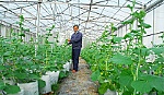 Bài cuối: Tổ chức lại sản xuất nông nghiệp