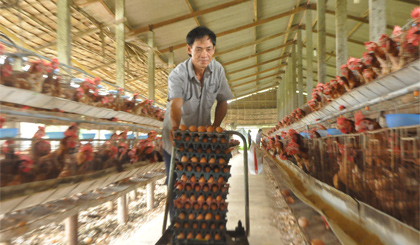 Người nuôi gà cũng lao đao vì giá trứng cũng ở mức thấp.