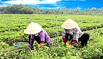 Rỏ giọt mồ hôi cho rau màu xanh tốt