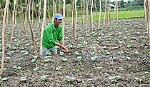 Vụ rau tết và nỗi lo thời tiết