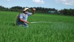 Gần 1.600 ha lúa đông xuân nhiễm rầy nâu