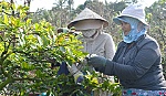 Phập phồng 