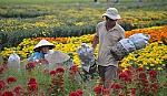 Dịu dàng sắc xuân bên làng hoa tết.