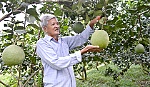 Trái cây 