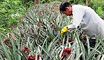 Khóm phụng, khóm son khoe sắc đón năm mới