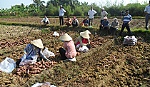 Khoai lang vụ tết:  Thất mùa, rớt giá