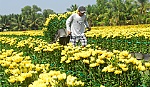 Thị trường tết - Hút hàng ngày cuối năm.