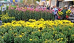 Thú chơi hoa ngày tết của người Nam bộ