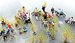 Mai vàng- hồn xuân đất phương Nam