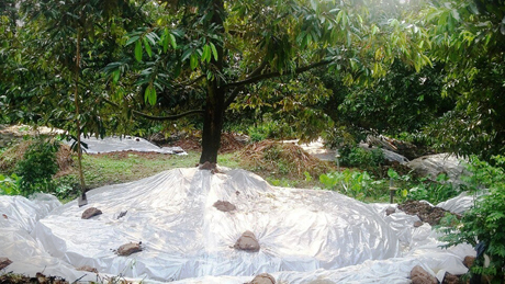 Đậy nilon gốc, xiết nước để xử lý cho cây ra hoa trái vụ là sáng kiến mang lại hiệu quả cao. Giai đoạn này đòi hỏi kỹ thuật tốt, từ cách chọn thời điểm đậy gốc đến chọn loại thuốc và liều lượng thuốc kích thích để phun cho cây ra hoa. Tuy nhiên, ngoài yếu tố kỹ thuật xử lý thì việc xử lý sầu riêng cho hoa nghịch vụ còn phụ thuộc vào yếu tố thời tiết.