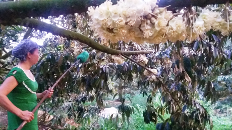 Hoa sầu riêng nở vào buổi chiều tối nên ít côn trùng giúp hoa thụ phấn. Để giúp hoa đậu trái hiệu quả, đêm đêm nhà vườn phải dùng chổi nilon đi quét phấn cho từng chùm hoa.