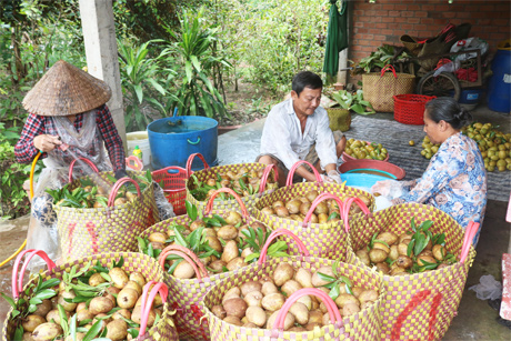 3 Sa pô sau khi thu mua của nhà vườn được thương lái rửa sạch trước khi mang ra chợ bán cho chủ vựa.