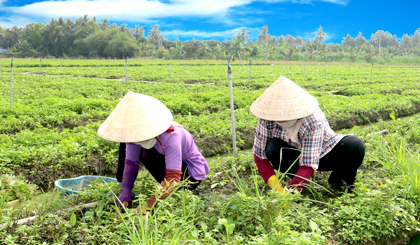 Châu Thành là một trong những địa phương có diện tích cây rau màu lớn nhất trong tỉnh. Thu nhập từ cây rau giúp một bộ phận lớn nông dân trong huyện có cuộc sống ổn định.