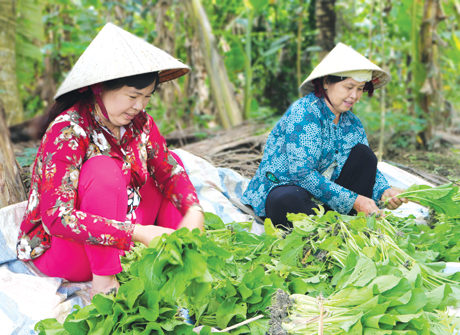 Trước khi bán cho thương lái, rau màu được lặt bỏ lá sâu và lá úa.