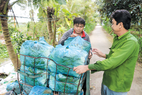 Thương lái thu mua và vận chuyển rau màu tận đồng.