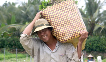 Niềm vui của nông dân ngày thu hoạch rau, sau bao nhiêu công sức đã bỏ ra.