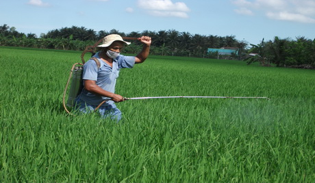 Cơ quan Trồng trọt và Bảo vệ Thực vật tỉnh, các huyện, thị đang theo dõi diễn biến của các loại dịch hại trên các trà lúa để thông báo và hướng dẫn nông dân phòng trị kịp thời.