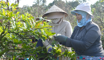 Lặt lá để mai nở hoa đồng loạt đón tết.