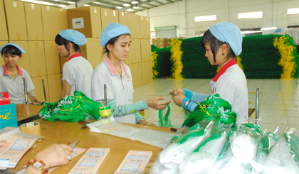 Công nhân đóng gói lưới.