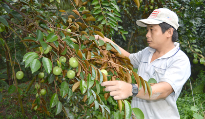 Anh Bùi Tấn Đạt, ấp Vĩnh Phú, xã Vĩnh Kim cho biết vườn vú sữa của anh  sẽ cho thu hoạch rộ trong tháng 2.