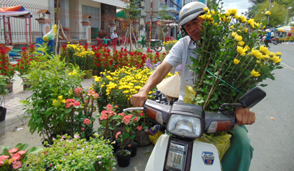 Người dân đã bắt đầu đến Chợ hoa Xuân TP. Mỹ Tho để chọn mua hoa Tết sớm.