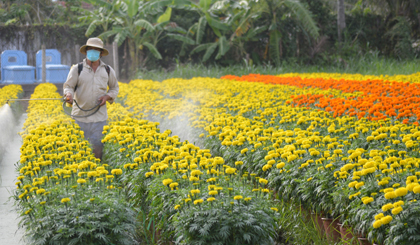 Nhà vườn tranh thủ chăm sóc những luống hoa Cúc trước khi đem ra các chợ hoa Tết.
