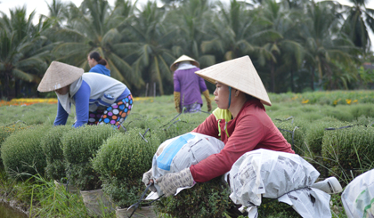 Theo anh Phong một thương lái nhiều năm cho biết, Cúc mâm xôi ở vùng Vũng Tàu ít hàng, nên tranh thủ hoa chưa nở đã gói chậu hoa sớm để vận chuyển đig Tàu