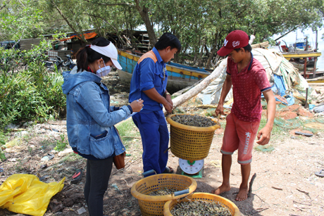 Do là mùa gió chướng, sản lượng ốc cau khai thác ít nên giá được đẩy lên cao.