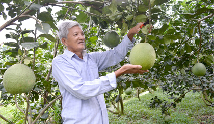 Ông Nguyễn Văn Yên, ấp Bình Thành, xã Tân Mỹ Chánh (TP. Mỹ Tho) hy vọng giá bưởi da xanh sẽ tăng trong vài ngày tới.  