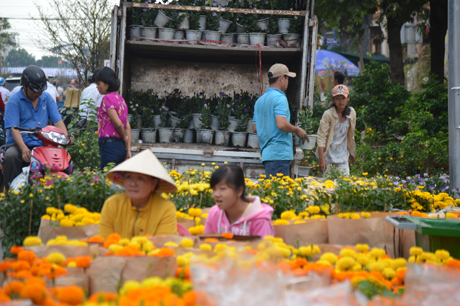 Từng chậu hoa được tranh thủ sắp xếp hoa xuống lòng thành phố.
