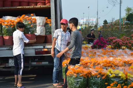 Tấp nập từng chậu Vạn Thọ xuống phố.