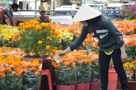 ...cũng như những chậu Vạn Thọ.