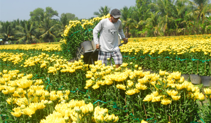 Vận chuyển hoa tại làng hoa Mỹ Tho.