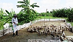 Hiệu quả với mô hình chăn nuôi tổng hợp