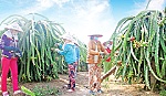 Hiệu quả từ phong trào Nông dân thi đua sản xuất, kinh doanh giỏi