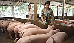 Giá heo giảm mạnh, người nuôi gặp khó