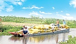 Chủ động phòng, chống hạn mặn