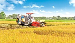 Tất bật thu hoạch lúa trước khi hạn mặn