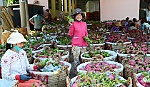 ĐBSCL-  để xuất khẩu trái cây tăng trưởng bền vững