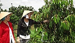 Hội LHPN TX. Cai Lậy: Hiệu quả với giải pháp hỗ trợ 