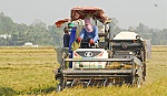Vụ lúa đông xuân: năng suất thấp- giá không cao